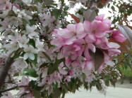 Flowering Crabapple tree in Spring